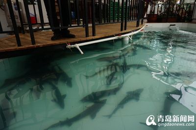 龍魚淡水還是海水養(yǎng)：龍魚是一種淡水魚，而不是海水魚，