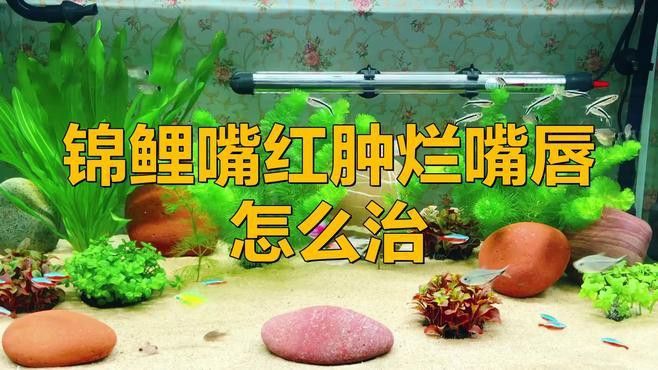 如何改善紅龍魚的嘴唇發色？