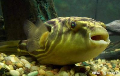 斑馬狗頭魚和龍魚混養的注意事項:關于斑馬狗頭魚和龍魚混養的問題 龍魚百科 第1張 斑馬狗頭魚和龍魚混養的注意事項:關于斑馬狗頭魚和龍魚混養的問題 斑馬狗頭魚和龍魚混養的注意事項:關于斑馬狗頭魚和龍魚混養的問題 龍魚百科 第1張