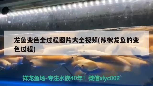雷龍魚主食飼料的選擇方法視頻：如何自制雷龍魚飼料