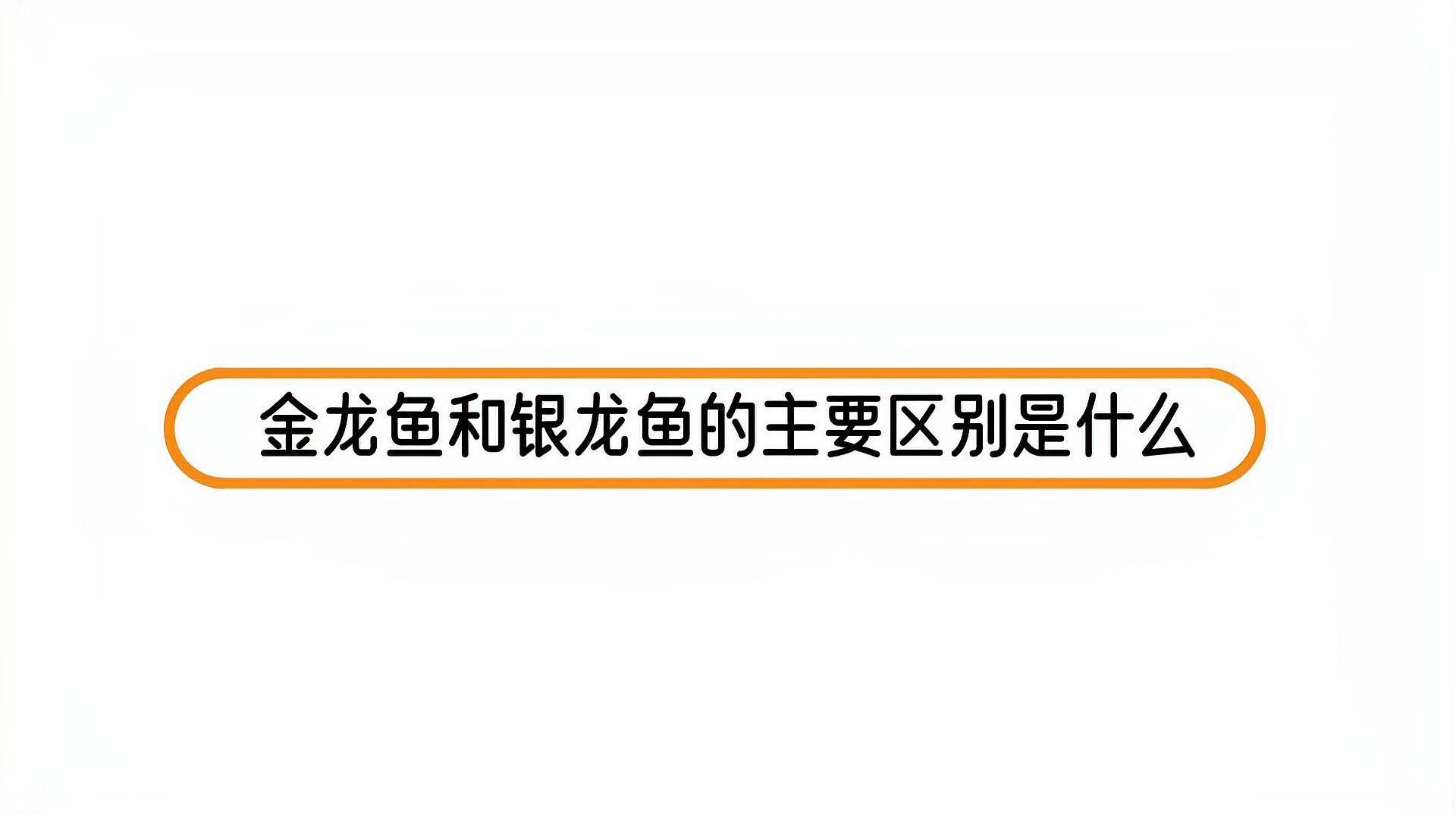 銀龍魚跟金龍魚區(qū)別