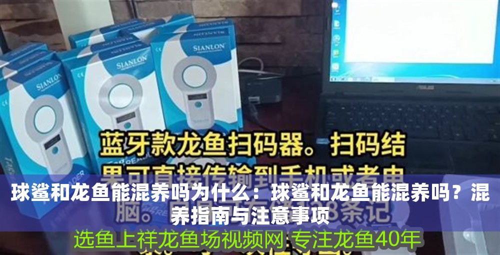 球鯊和龍魚能混養(yǎng)嗎為什么：球鯊和龍魚能混養(yǎng)嗎？混養(yǎng)指南與注意事項(xiàng)