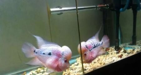 龍魚混養不吃食怎么回事：龍魚在混養環境中不吃食可能由多種因素引起