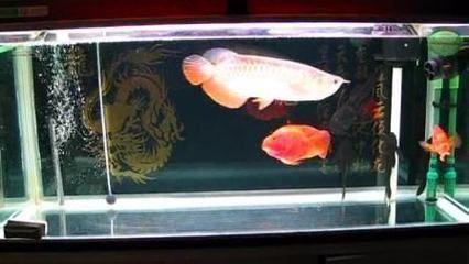 龍魚清爽明亮混養：關于龍魚混養的技巧