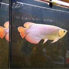 龍魚清爽明亮混養：關于龍魚混養的技巧