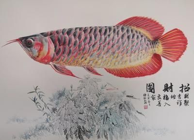 紅龍魚畫像（海洋神秘生物—紅龍魚圖片大全）