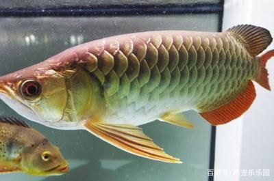 龍魚能長多重：龍魚的體重可以輕至幾千克，成年龍魚的體重可以輕至幾千克