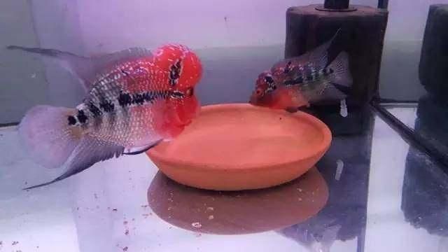 養羅漢魚10大忌