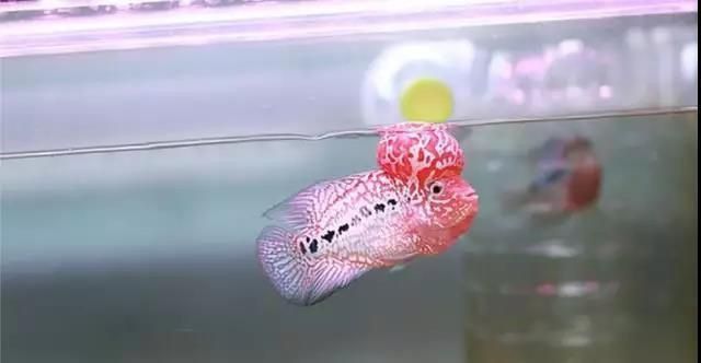 養羅漢魚10大忌