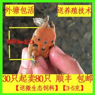 龍魚飼料改口訓(xùn)食方法圖解：龍魚飼料改口訓(xùn)食方法圖解龍魚飼料喂食時間安排