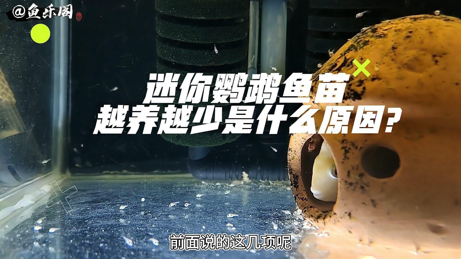 迷你鸚鵡魚幼苗太難養了