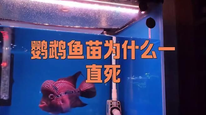 迷你鸚鵡魚幼苗太難養了