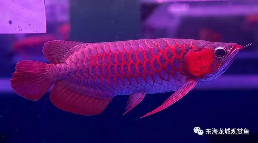品牌魚缸排行榜前十名有哪些（仟湖of魚缸產(chǎn)品線介紹森森sunsun水族用品種類） 品牌魚缸排行榜前十名有哪些（仟湖of魚缸產(chǎn)品線介紹森森sunsun水族用品種類） 龍魚百科
