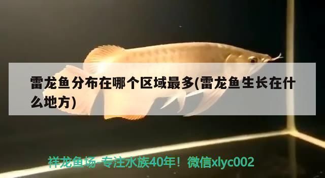雷龍魚場（廣東省雷龍魚場） 雷龍魚場（廣東省雷龍魚場） 龍魚百科 第5張