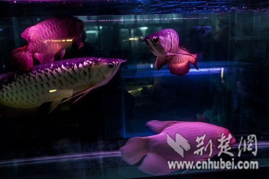 龍魚為什么要打芯片