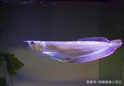 金龍魚底色去垢劑有用嗎：金龍魚底色去垢劑有效嗎