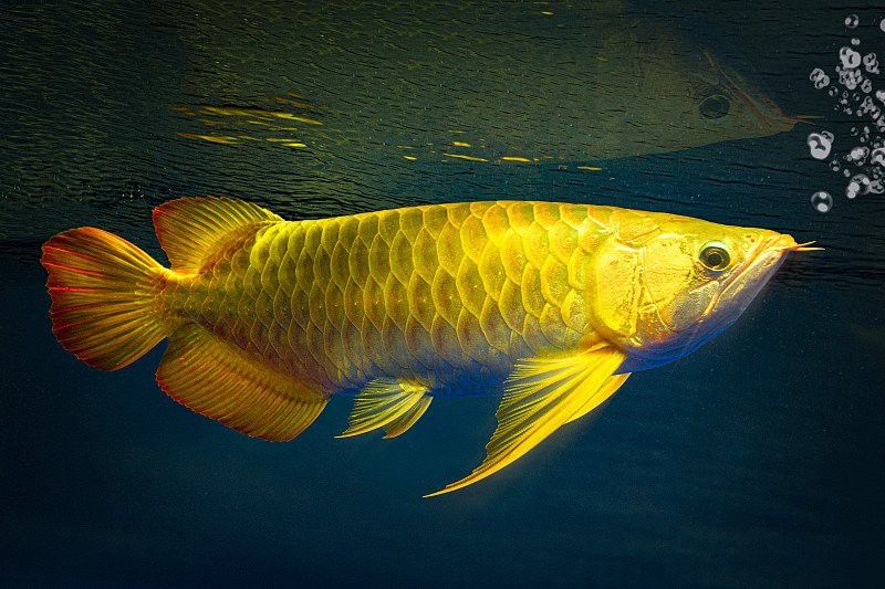 過背金龍魚圖片大全高清 過背金龍魚圖片大全高清 龍魚百科 第34張