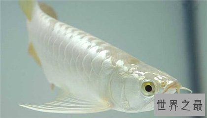 龍魚長得什么樣子：觀賞魚的獨特魅力，龍魚的生活習性探究龍魚的性別
