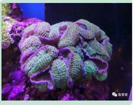 新買的龍魚進缸需要做檢疫嗎（新買的龍魚進缸前進行檢疫是必要的） 新買的龍魚進缸需要做檢疫嗎（新買的龍魚進缸前進行檢疫是必要的） 龍魚百科 第5張