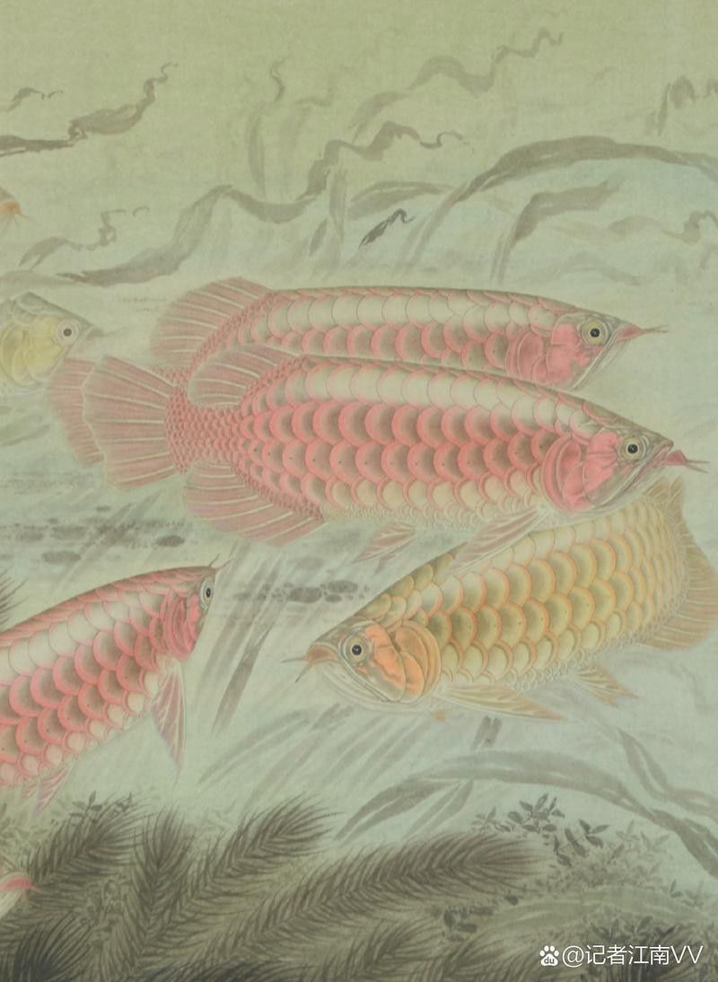 銀龍魚國畫
