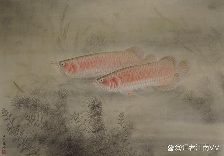 銀龍魚國畫