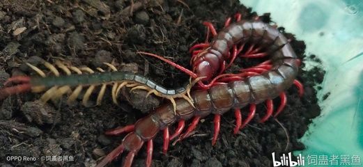 龍魚多大可以吃蜈蚣：龍魚可以吃蜈蚣嗎 龍魚多大可以吃蜈蚣：龍魚可以吃蜈蚣嗎 龍魚百科 第1張