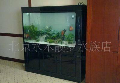 誰了解紅龍觀賞魚多少錢一條
