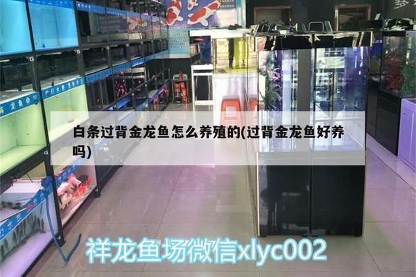 白條過背金龍魚好養(yǎng)嗎怎么養(yǎng)活的（白條過背金龍魚的養(yǎng)殖技術(shù)）