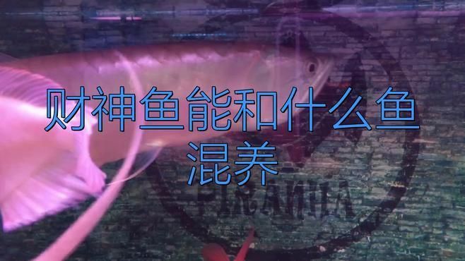 藍面財神魚和什么魚混養