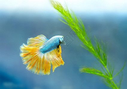 龍魚在缸中間游泳不上來（龍魚在缸中間游泳不上來可能是因為環境變化、水質問題）
