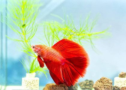 龍魚在缸中間游泳不上來（龍魚在缸中間游泳不上來可能是因為環境變化、水質問題）