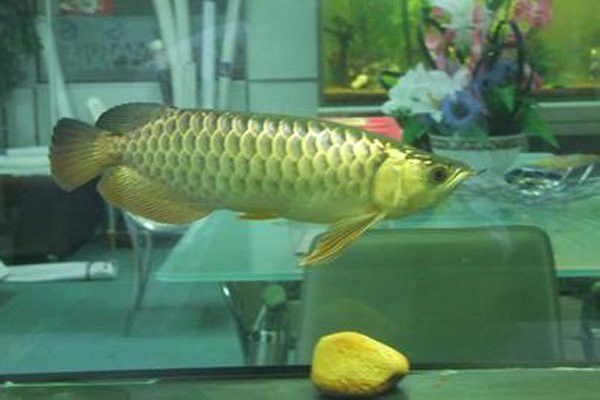 B級過背金龍魚的市場價格是多少？