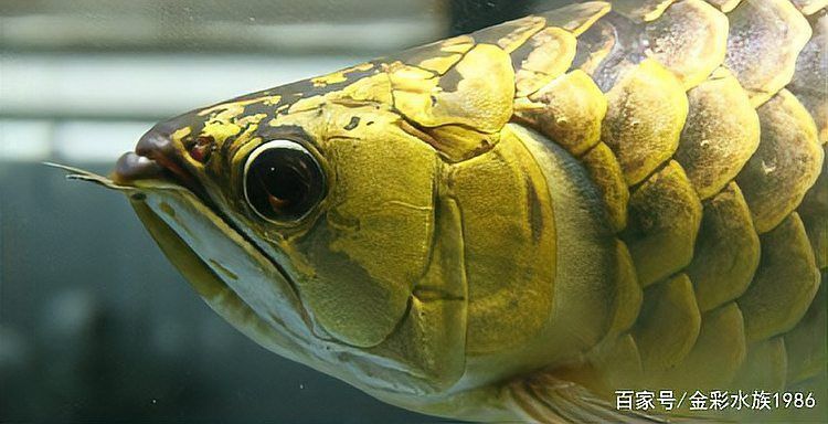 有沒有龍魚體型塑造的詳細(xì)教程？