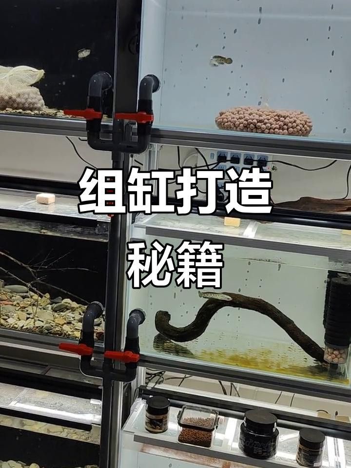 龍魚缸布置需要哪些設備？ 龍魚缸布置需要哪些設備？ 龍魚百科 第7張