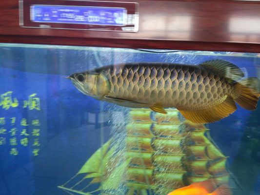 銀龍魚購買渠道推薦：廣州花地灣魚市場價格對比分析銀龍魚在線購買注意事項