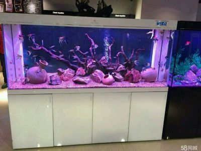 養3條龍魚要多大的缸（養3條龍魚最好選擇一個長度在270cm以上的魚缸）