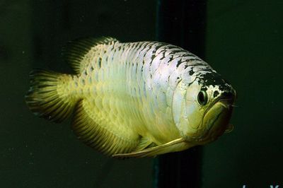 金龍魚訓(xùn)食，如何防止其他魚干擾訓(xùn)食，訓(xùn)食后金龍魚的飲食調(diào)整