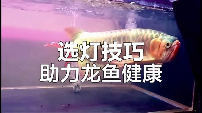 銀龍魚用什么燈照比較好 銀龍魚用什么燈照比較好 龍魚百科 第2張