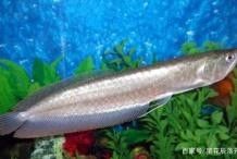 銀龍魚用什么燈照比較好 銀龍魚用什么燈照比較好 龍魚百科 第5張