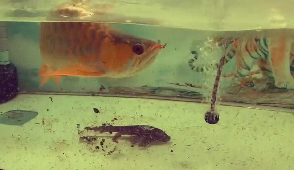 金龍魚喂養注意事項：金龍魚喂養時的注意事項 金龍魚喂養注意事項：金龍魚喂養時的注意事項 龍魚百科