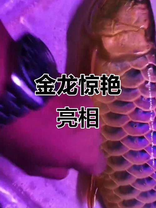 推薦幾款適合藍底過背金龍的燈