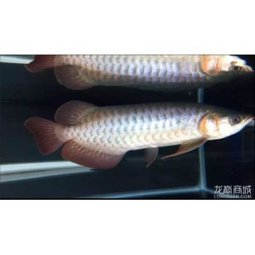 怎么看龍魚身上有沒有芯片（如何檢查龍魚是否植入了芯片）