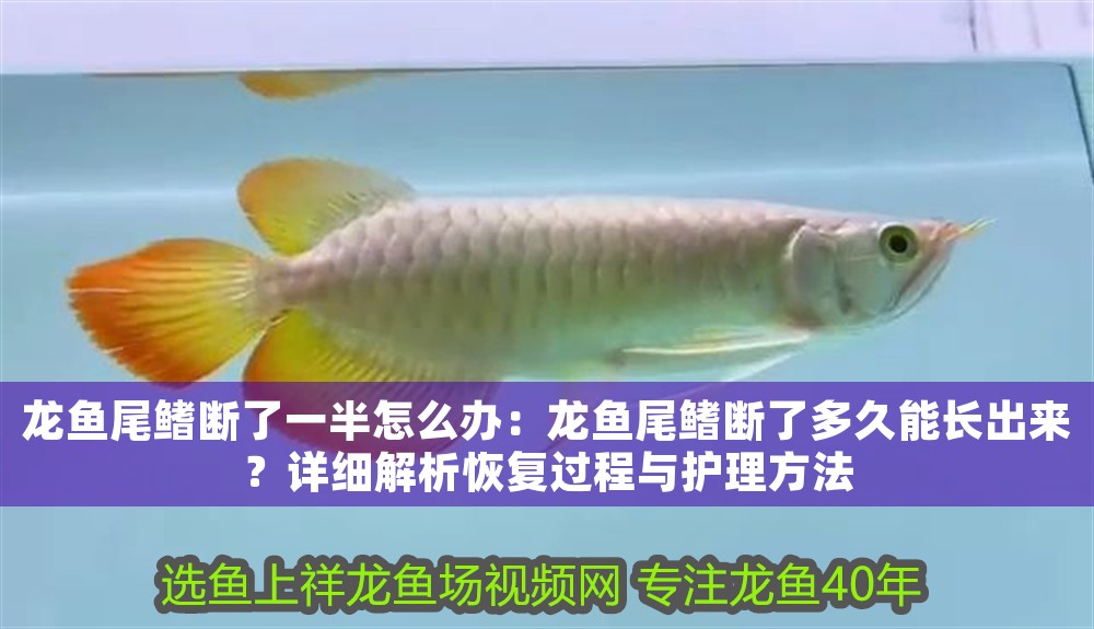 龍魚尾鰭斷了一半怎么辦:龍魚尾鰭斷了多久能長出來?詳細解析恢復過程與護理方法 龍魚百科 第1張 龍魚尾鰭斷了一半怎么辦:龍魚尾鰭斷了多久能長出來?詳細解析恢復過程與護理方法 龍魚尾鰭斷了一半怎么辦:龍魚尾鰭斷了多久能長出來?詳細解析恢復過程與護理方法 龍魚百科 第1張