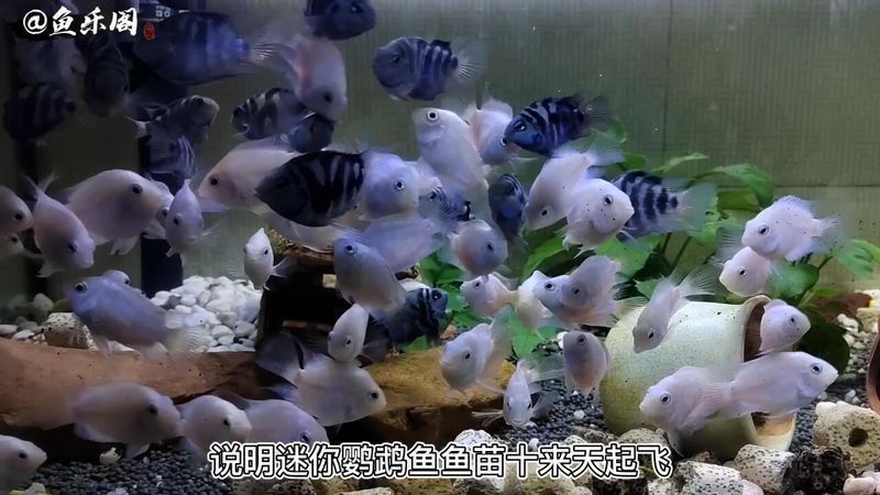 迷你鸚鵡魚10天了還不起飛