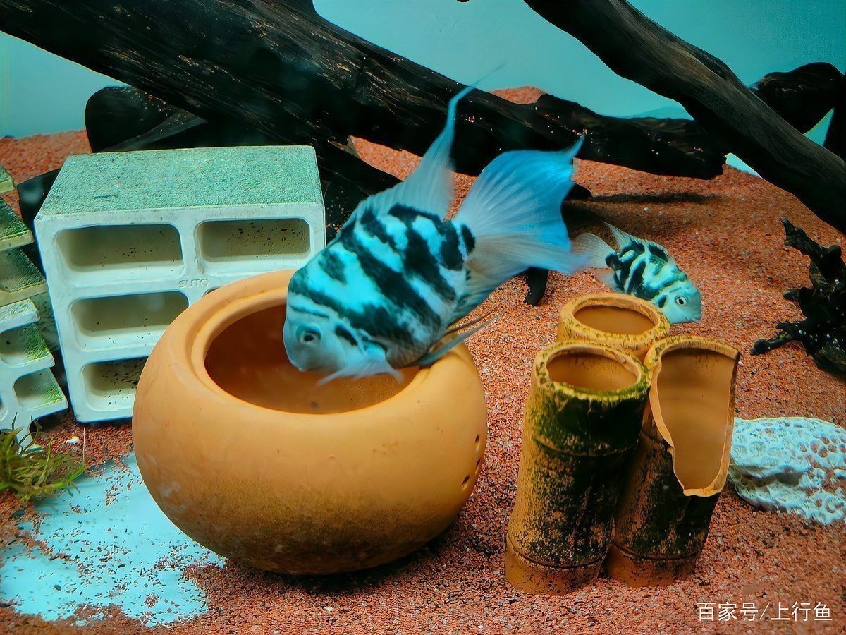 迷你鸚鵡魚10天了還不起飛