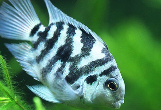 迷你鸚鵡魚10天了還不起飛