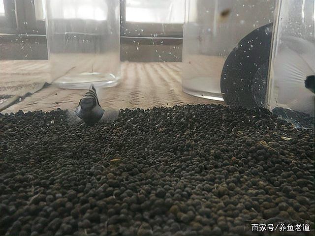 迷你鸚鵡魚10天了還不起飛