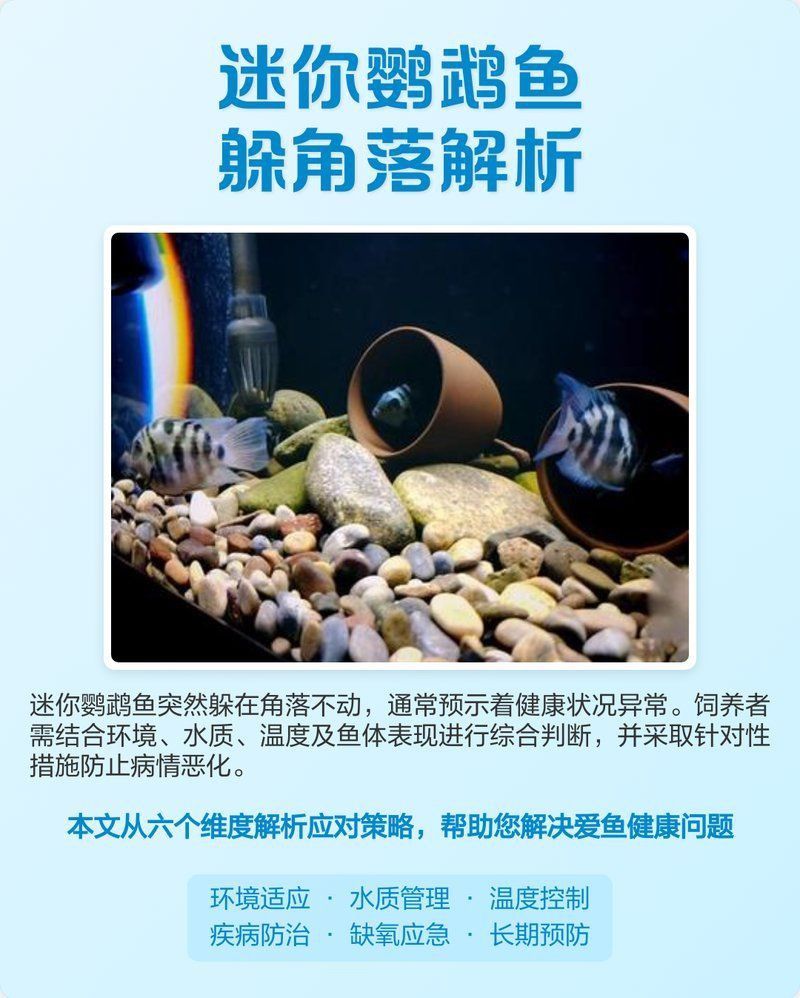 迷你鸚鵡魚10天了還不起飛