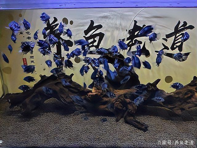迷你鸚鵡魚10天了還不起飛