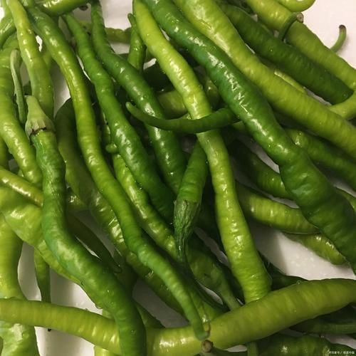 辣椒圖片大全大圖 辣椒圖片大全大圖 龍魚百科 第15張